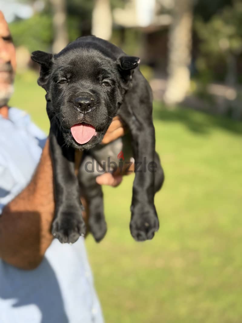 Cane corso female puppies 5