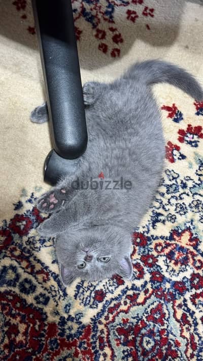 قط بريتش شورت هير British Shorthair kitten