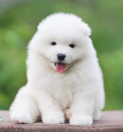 Samoyed سامويد