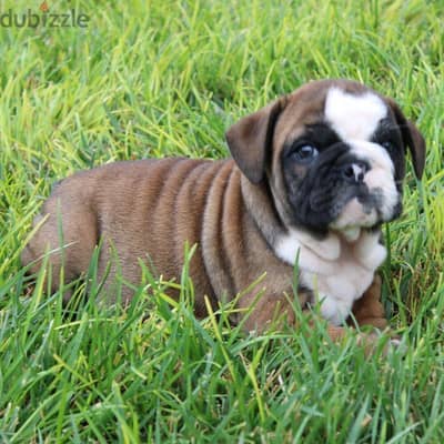 male 60 days old English bulldog imported for reservation
