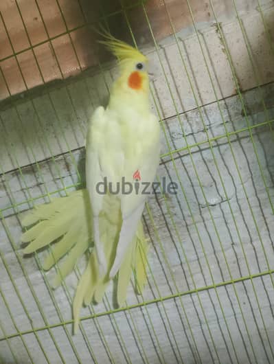 نتايه لاتيني  بريل