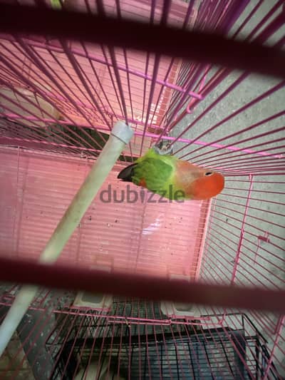 birdd