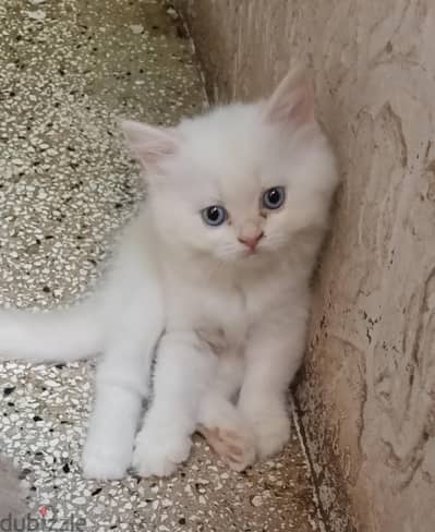 شيرازي