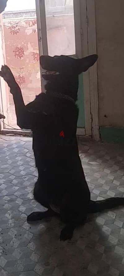 كلبه رويال بلك مدربه