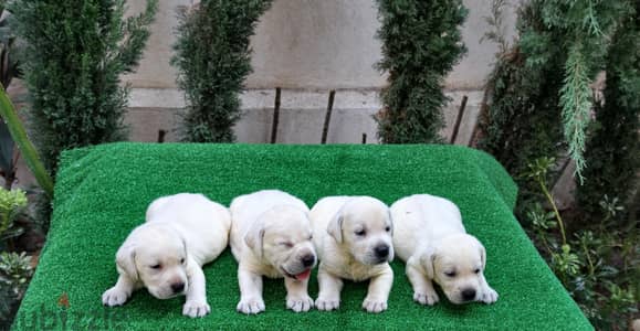 white labrador puppies ( Imported father from Russia)