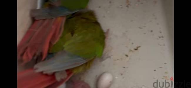 قص درة وي قص بينابول شغالين معاهم تحاليل