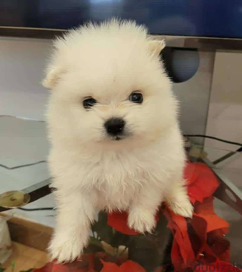 pomeranian 1