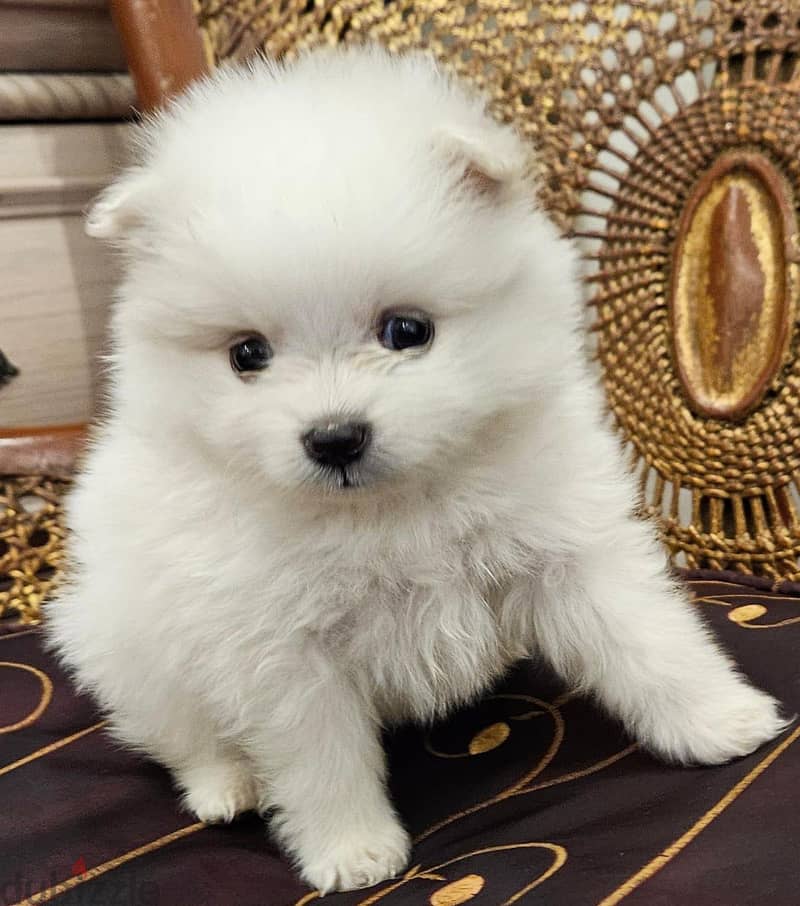 pomeranian 4