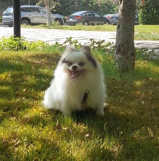 pomeranian 2