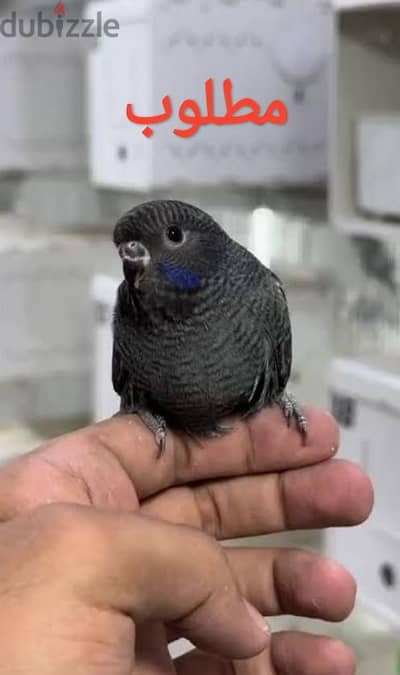 مطلوب بلاك وينج و البلاك فيس