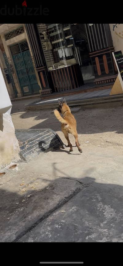 للبيع دكر مالينو ٨ شهور بطنطا