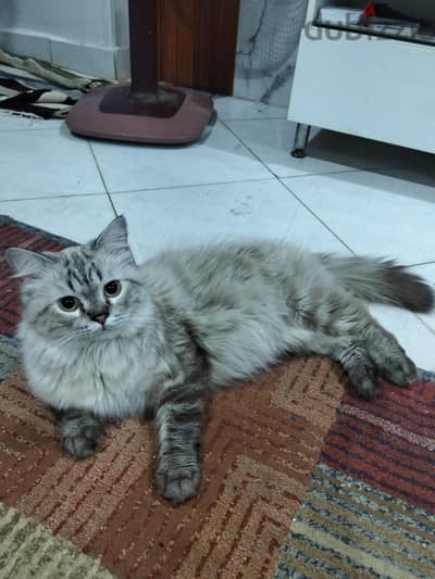 حتة قط سكوتش بيرشن حكايه