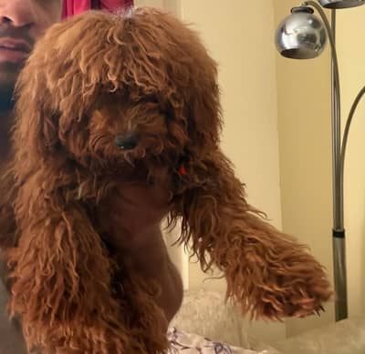 best toy poodle female