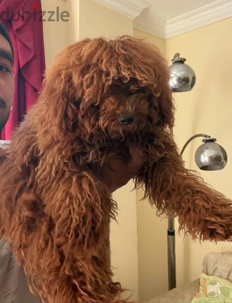 best toy poodle female 1