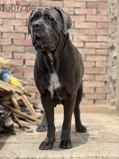 Female Cane Corso - كين كورسو