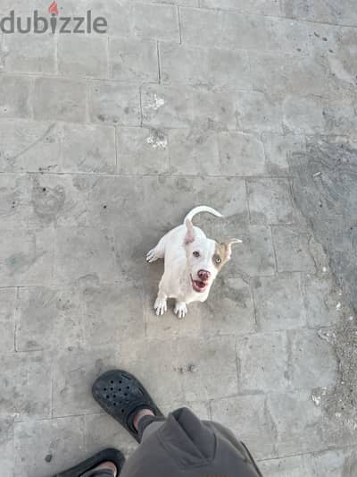 جروايه بولي للبيع