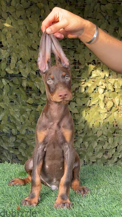 اقوى جراوى دوبرمان مقصوصه اذن وذيل جاهز يروح بيته الجديد doberman