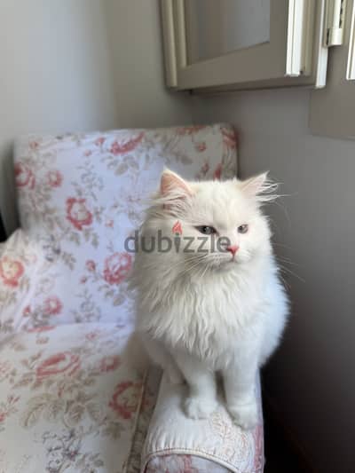Ragdoll cats for sale