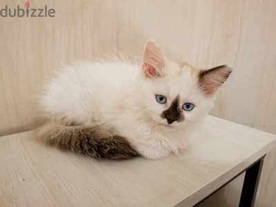Ragdoll male Kitten