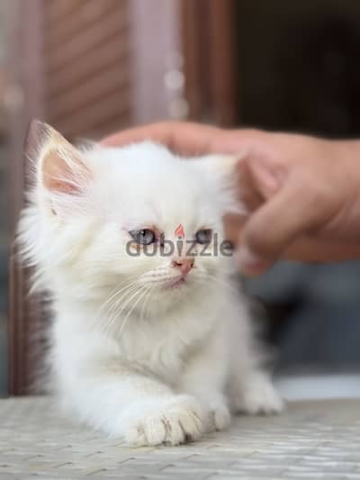 قطة هيمالايا سيرازي بيضا عيون زرقا