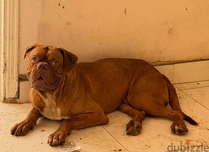 French mastiff for sale French mastiff for sale