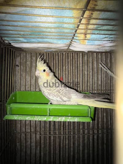 كوكتيل