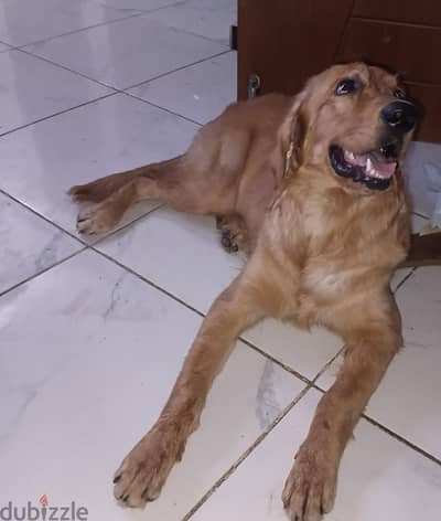 for sale