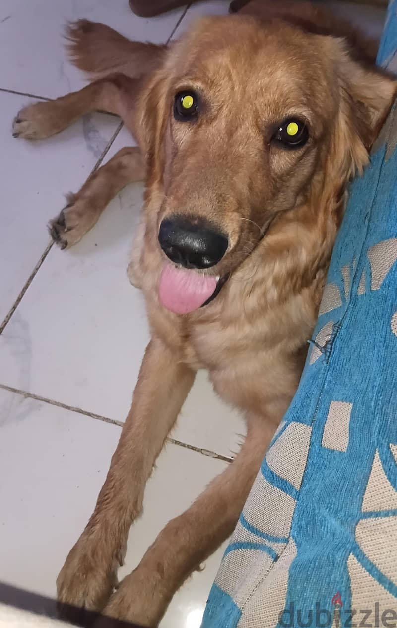 for sale 2