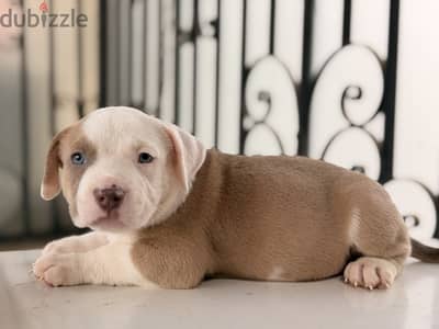 Blue eye puppy 40 days