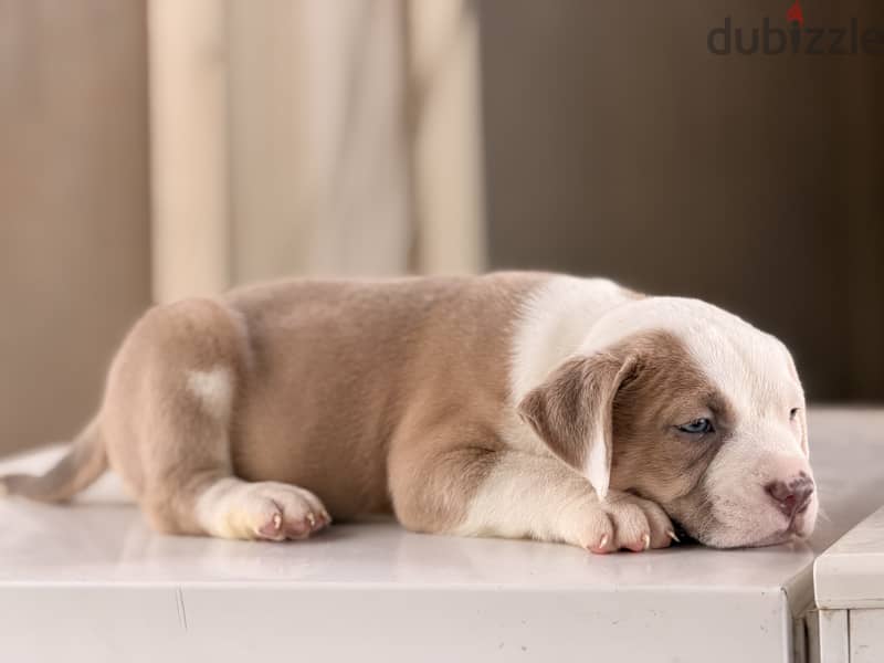 Blue eye puppy 40 days 1
