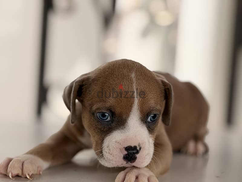 Blue eye puppy 40 days 2