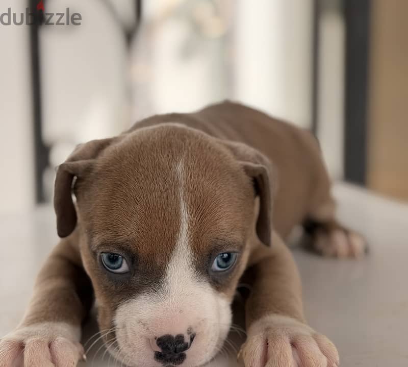 Blue eye puppy 40 days 3