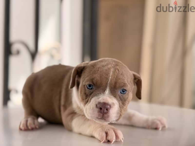 Blue eye puppy 40 days 4