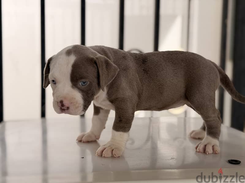 Blue eye puppy 40 days 5