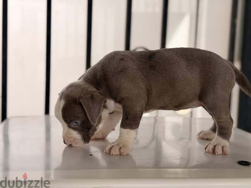Blue eye puppy 40 days 6