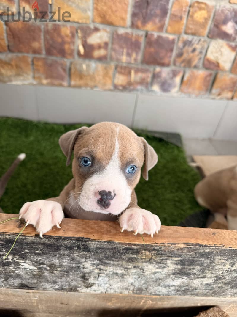 Blue eye puppy 40 days 10