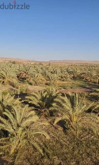 ارض صحراويه مستصلحة بالواجبات البحريه