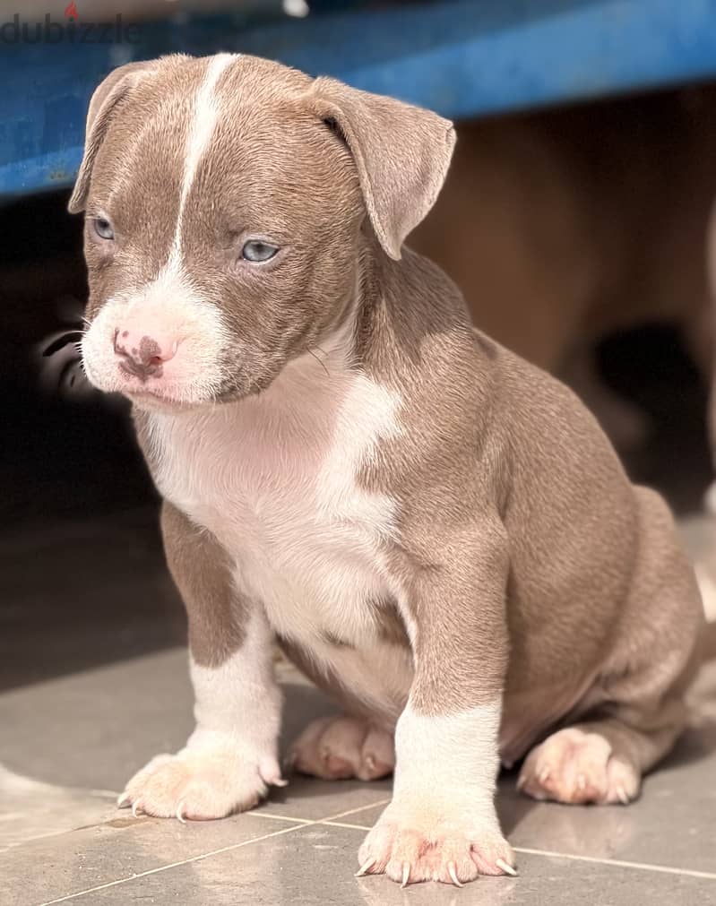 Blue eye puppy 40 days 12
