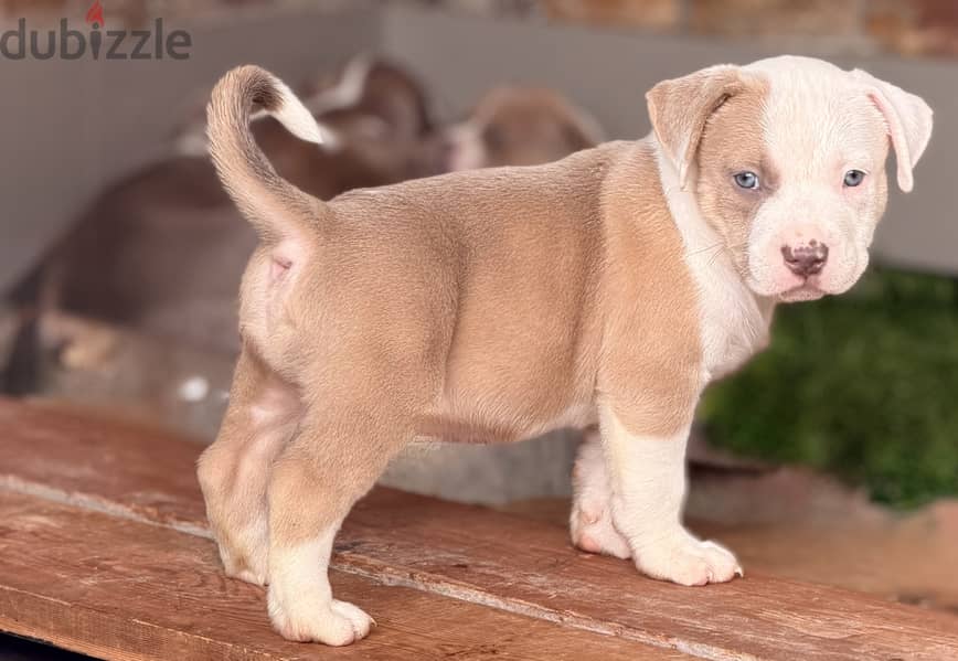 Blue eye puppy 40 days 13