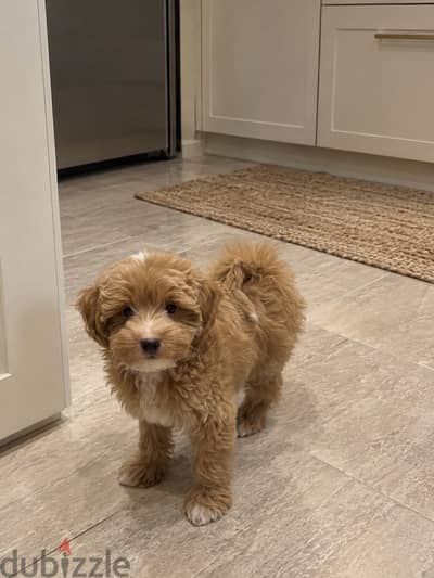 Maltipoo Puppy for Sale