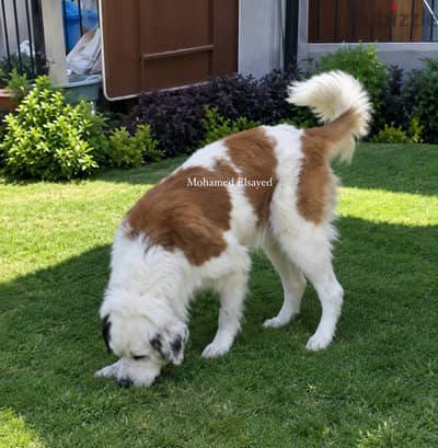 بنت سانت برنارد . . female saint bernard