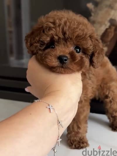 Poodle puppy توي بودل