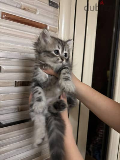 قطه سيبيري بيور