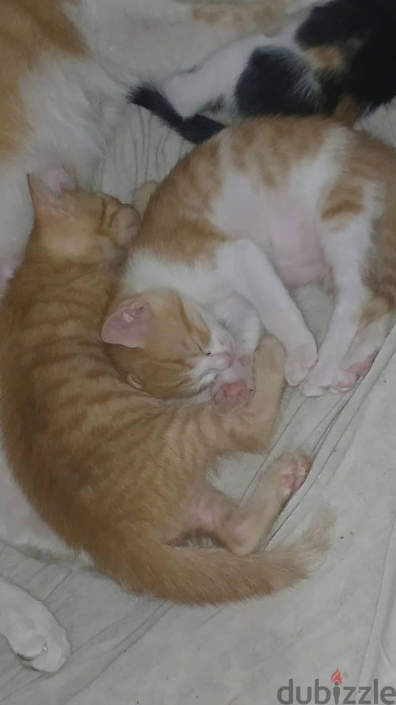 Kitties for adoption 1