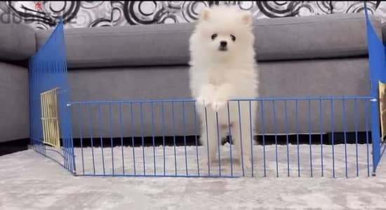بومرينيان Pomeranian