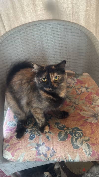Cats for adoption