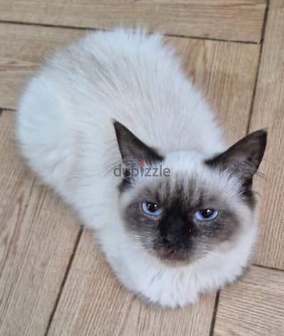 ragdoll cat
