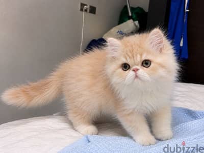 persian cat بيرشن