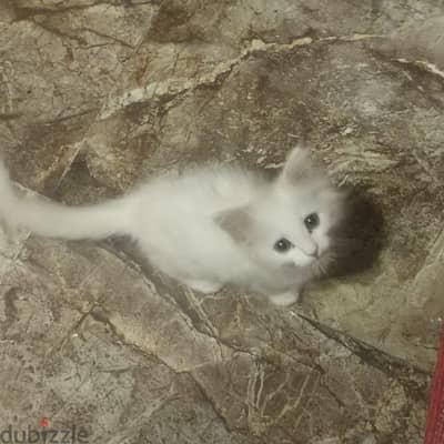 قطه شيراز 45يوم لونها ابيض عينيها بنى