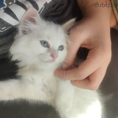 قطه شيراز لونها ابيض